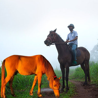 Horse riding in Vagamon, Kerala