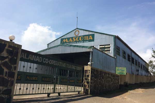MASCO Tea Factory Visit in Vagamon with insights into tea processing and tasting experiences