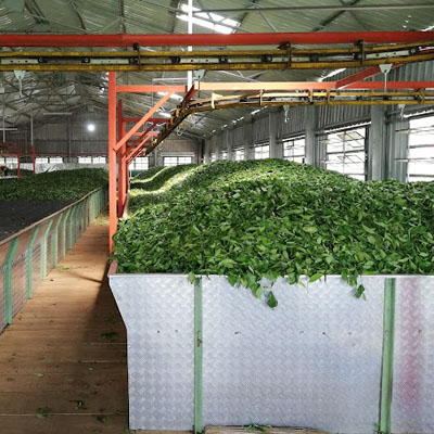 tea factory visit in Vagamon, Kerala