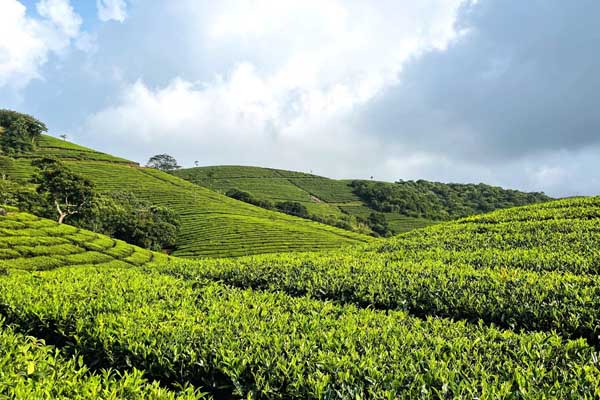 Tea Plantation in Vagamon with lush greenery and serene landscapes