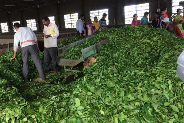 Accommodations near MASCO Tea Factory in Vagamon