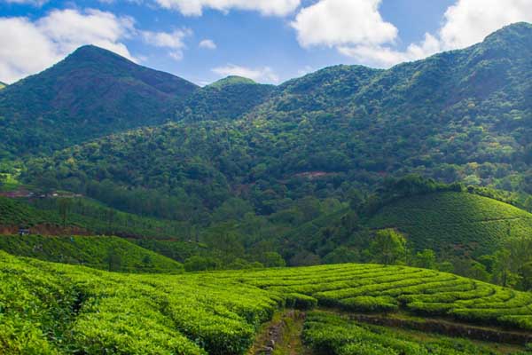 Stay options near Tea Plantations in Vagamon