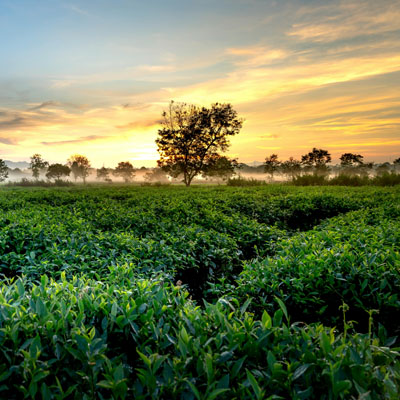 Scenic tea plantation visit in Vagamon, Kerala